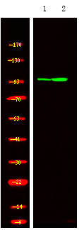 HSP105 (Phospho-Ser809)