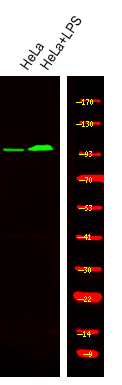 INCENP (Phospho-Thr59)