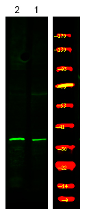 Myd88 (Phospho-Tyr257)