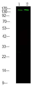 NCoA3 (Phospho-Ser857)