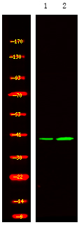 NDEL1 (Phospho-Thr219)