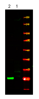 p21Cip1 (Phospho-Thr57)