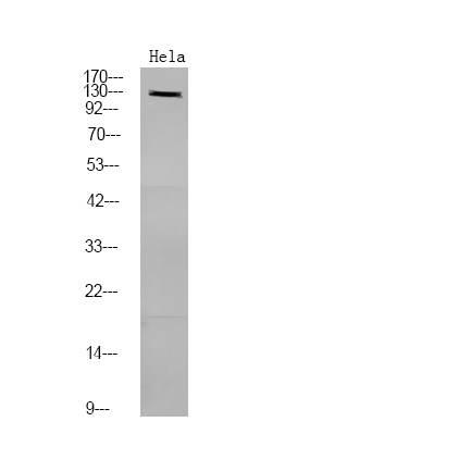 PDE3A (Phospho-Ser312)