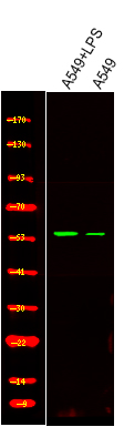 PTRF (Phospho-Tyr156)