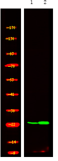 R-Ras (Phospho-Tyr66)