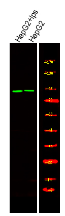RSK2 (Phospho-Tyr529)