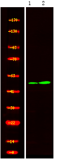 STYK1/NOK (Phospho-Tyr327)