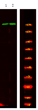 TOPBP1 (Phospho-Ser1159)