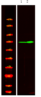 XRCC1 (Phospho-Thr284)
