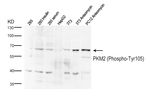 PKM2 (Phospho-Tyr105)