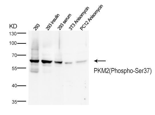 PKM2(Phospho-Ser37)