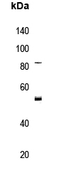 PRAK (phospho-Thr182)