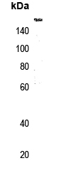 NCOA2 (phospho-Ser736)