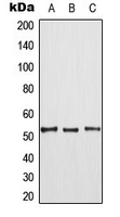 TPL2 (phospho-Thr290)