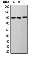 Ah Receptor (phospho-Ser36)