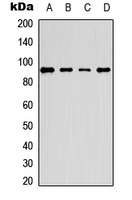 PE2 (phospho-Thr526)