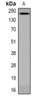 ANAPC1 (phospho-Ser688)