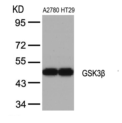 GSK3b(Ab-9)