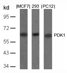 PDK1(Ab-241)