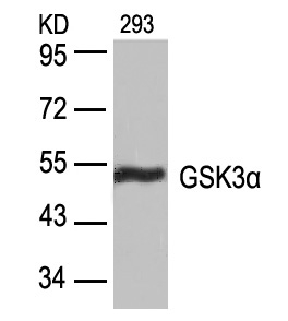 GSK3a(Ab-21)