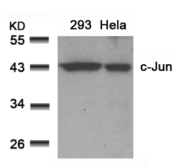 c-Jun(Ab-91)