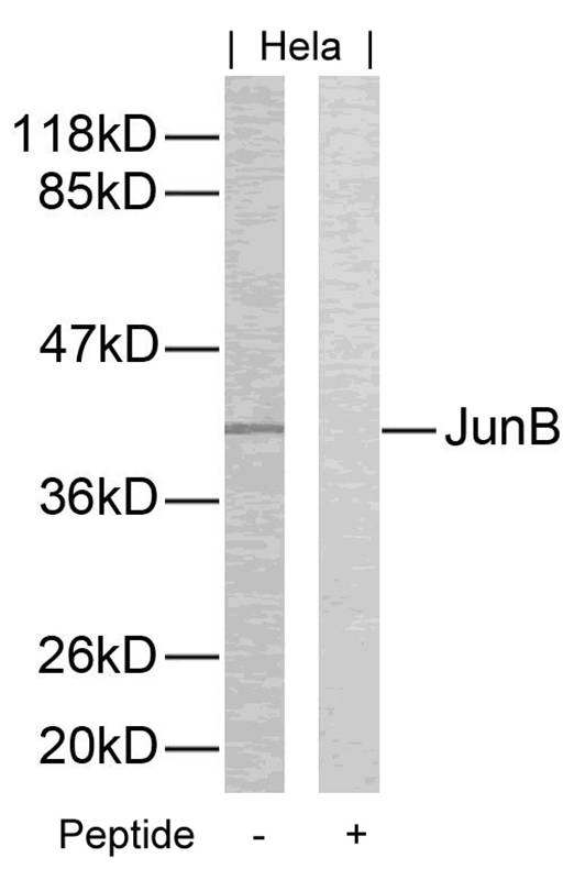 JunB(Ab-259)