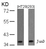 JunD(Ab-255)
