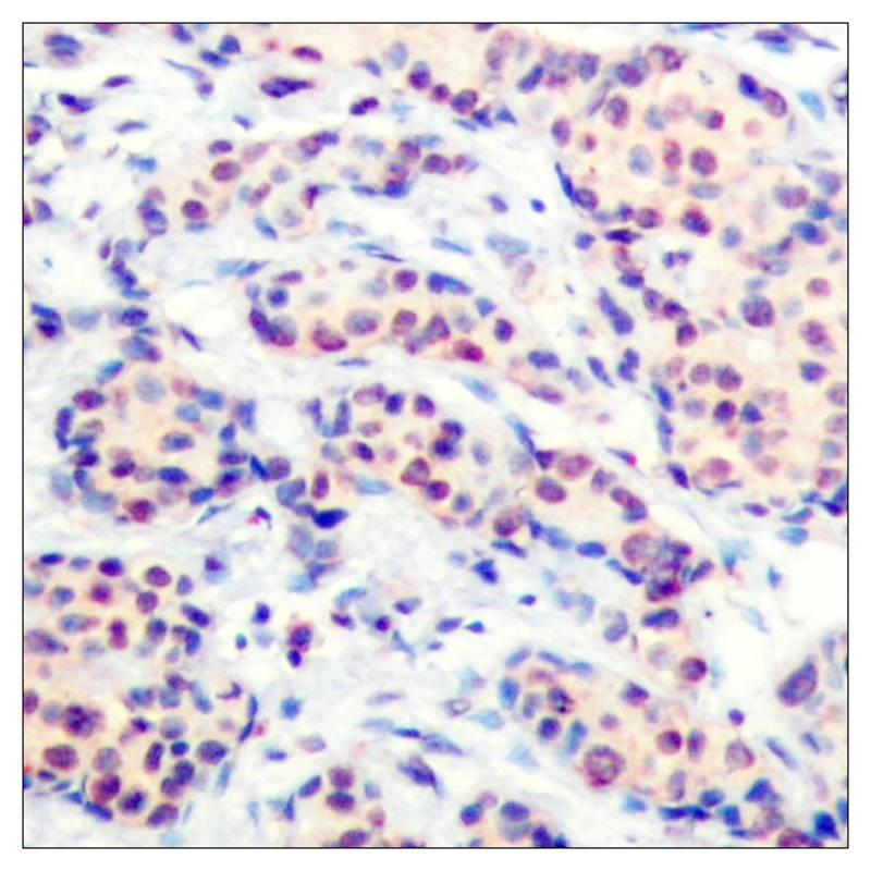 Rabbit Polyclonal Antibody to JunD(Ab-255)