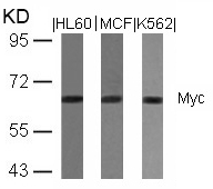 Myc(Ab-358)