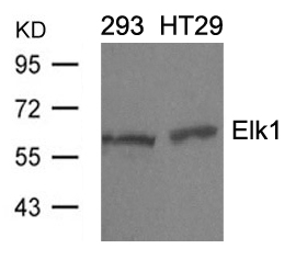 Elk1(Ab-389)