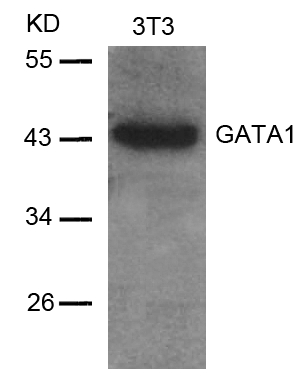 GATA1(Ab-142)