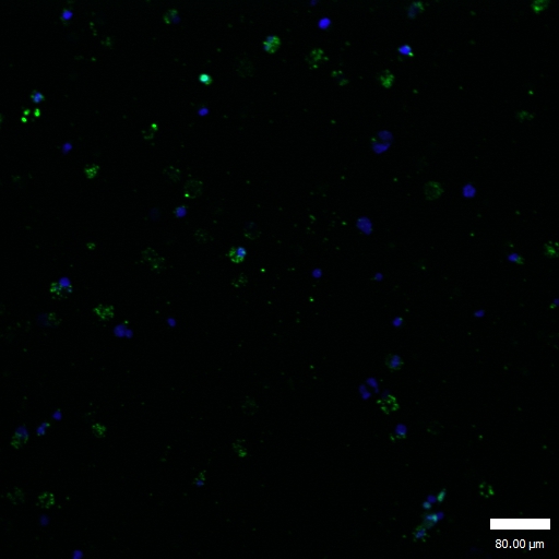 Rabbit Polyclonal Antibody to GATA1(Ab-142)