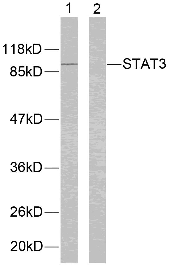 STAT3(Ab-705)