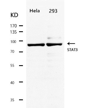 Rabbit Polyclonal Antibody to STAT3(Ab-727)