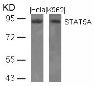 STAT5a(Ab-694)