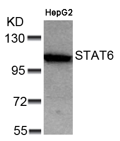 STAT6(Ab-641)