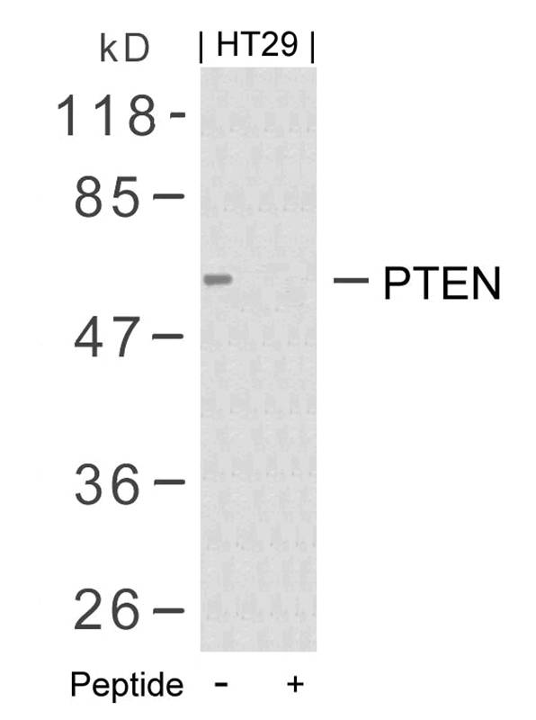 PTEN(Ab-380/382/383)