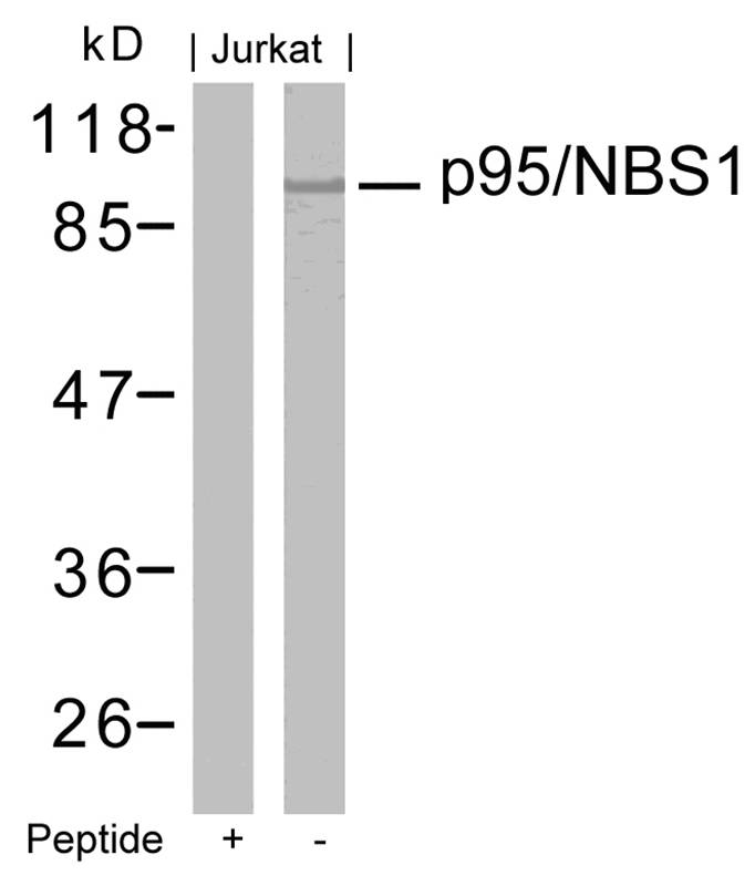 p95/NBS1(Ab-343)