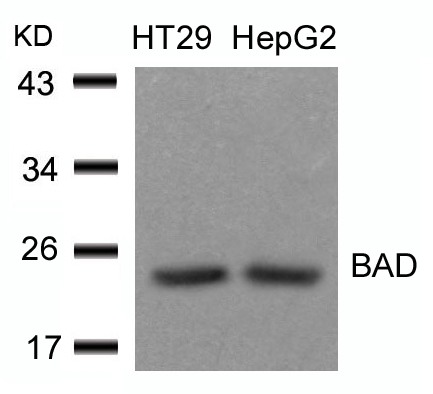 BAD(Ab-136)
