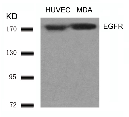 EGFR(Ab-1070)