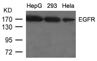 EGFR(Ab-1092)