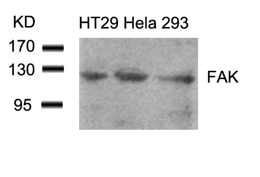 FAK(Ab-861)