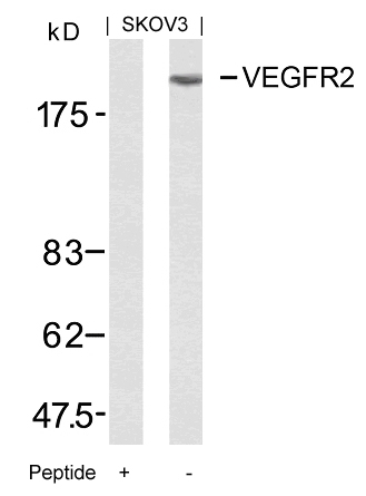 VEGFR2(Ab-951)