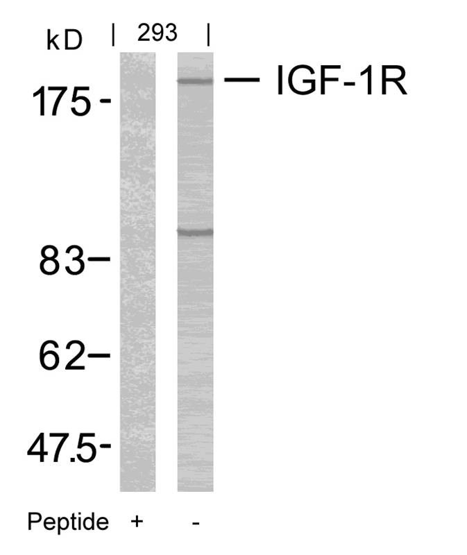 IGF-1R(Ab-1165/1166)