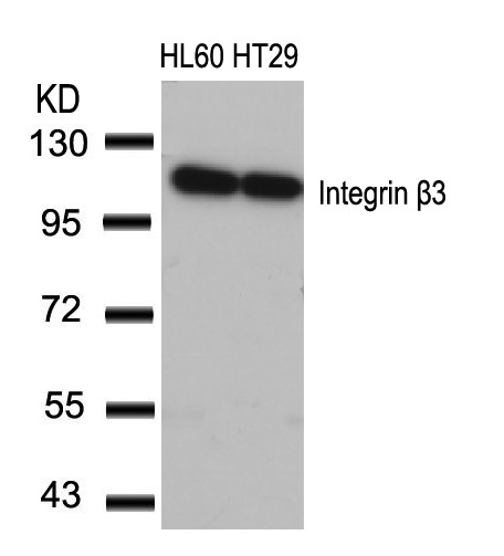 Integrin b3(Ab-773)