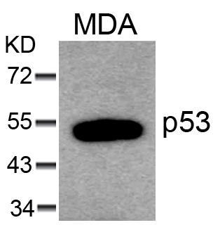 p53(Ab-6)