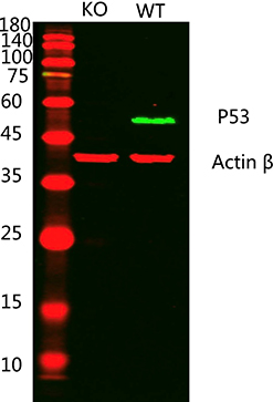 p53(Ab-15)