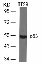 p53(Ab-46)
