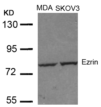 Ezrin(Ab-353)
