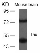 Tau(Ab-235)